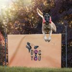 Dog&You - Przeszkoda metrowa - metrówka PREMIUM